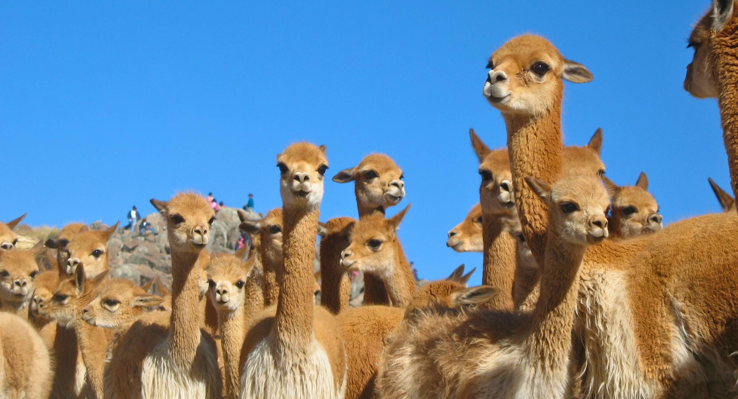 TOUR A PAMPAS GALERAS