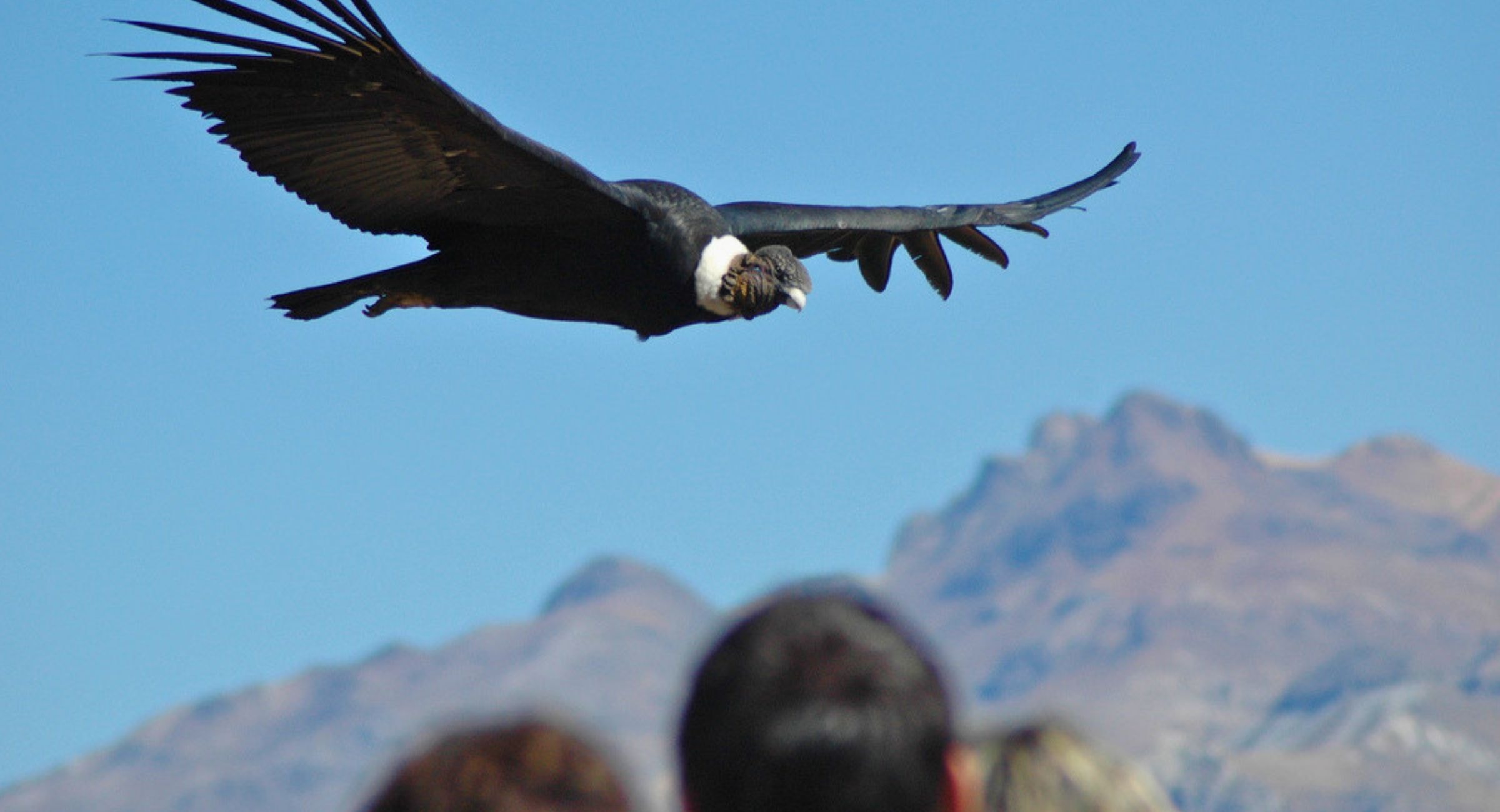 EXCURSION CANYON DE COLCA DEPUIS AREQUIPA