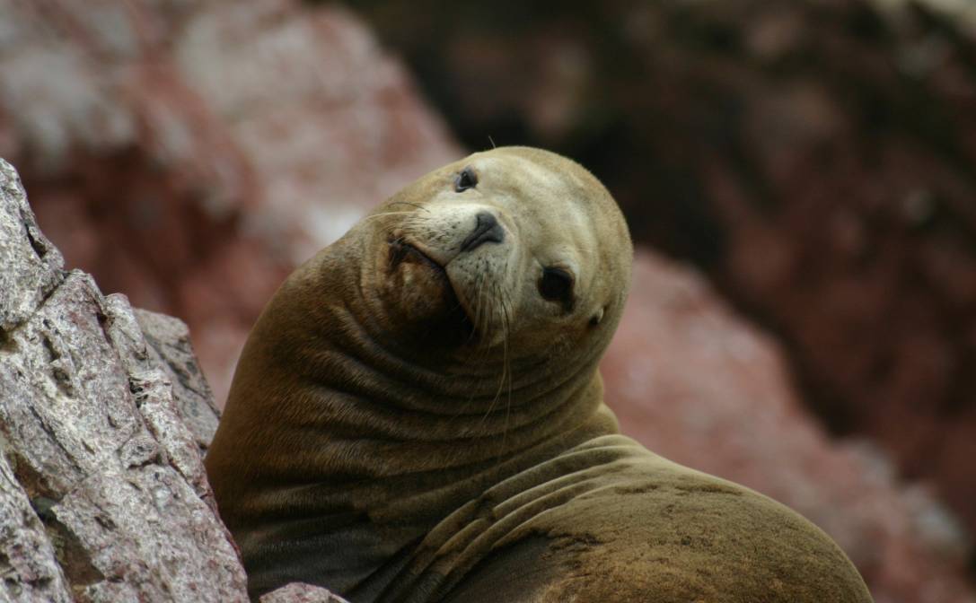 Paracas